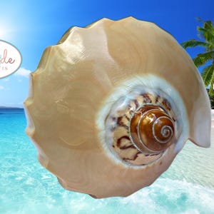 Pacific Melon Diadema Seashells for Nautical Beach and Coastal Display and Decor, Collector's Piece