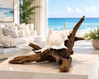 Authentic White Murex Alabaster Shell on Natural Driftwood | Coastal Sculptural Décor