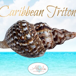 Caribbean Triton Large Seashell, Collector Display Piece for Coastal Beach and Nautical Decor