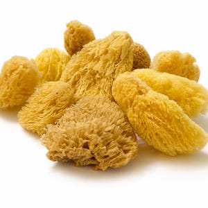 May include: A collection of natural sea sponges with a porous, fibrous texture and a pale yellow color. The sponges vary in size and irregular shape, featuring a dense network of organic filaments and soft, flexible edges throughout the cluster.