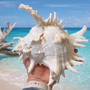 May include: A large, white seashell with intricate, spiky protrusions is held in a hand against a backdrop of a tropical beach. The shell has a textured surface with hints of brown. The ocean and sky are a vibrant blue.