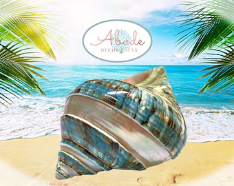 Jade Green Banded Turbo Shells for Coastal Beach and Nautical Display and Decor