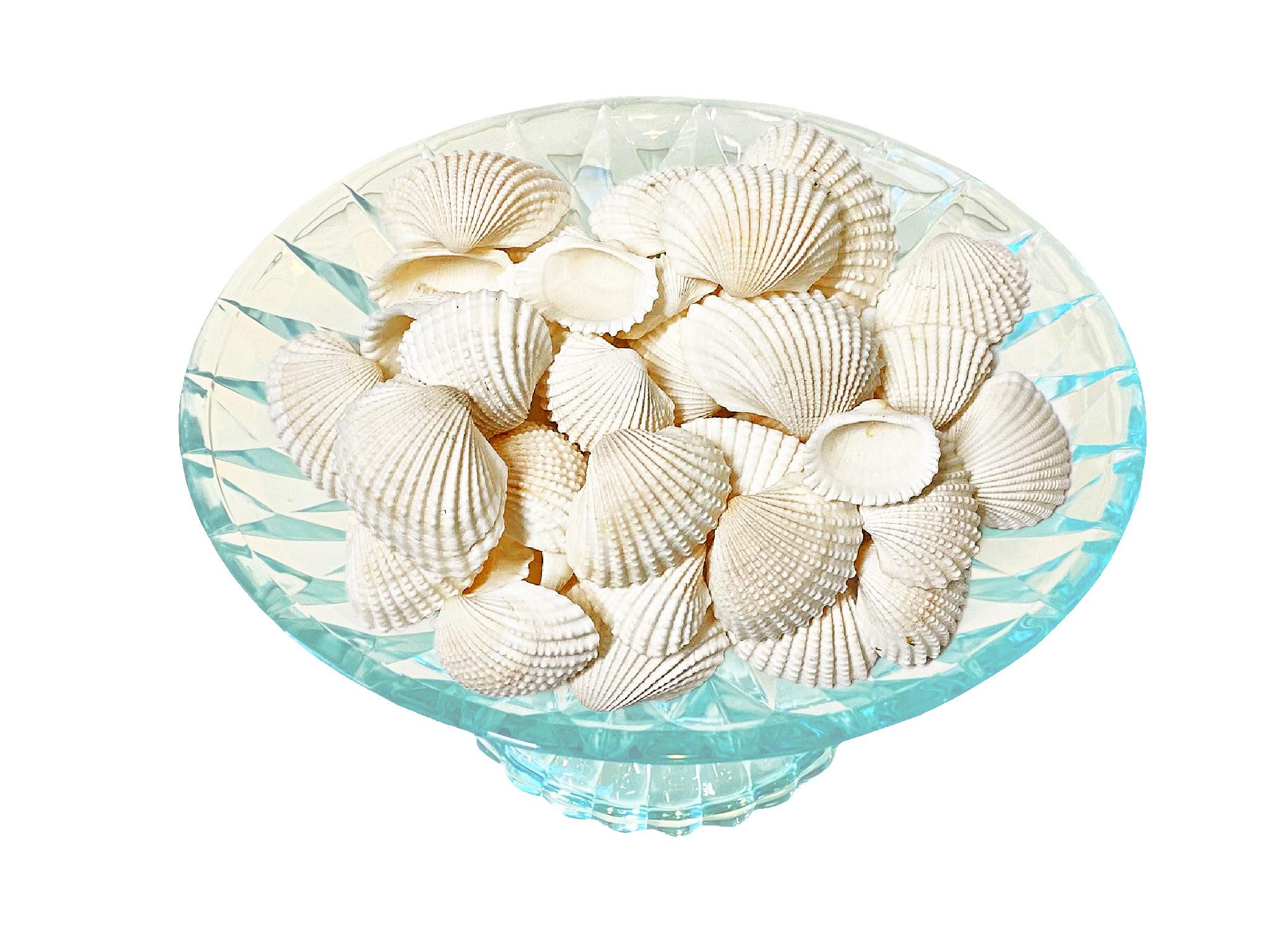 White Ark Shells: 1/2 LB Bulk Seashells for Coastal Decor 1 1/2