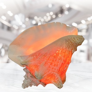 Conch Shell Lamp, Seashell Light for Beach Coastal and Nautical Decor and Display