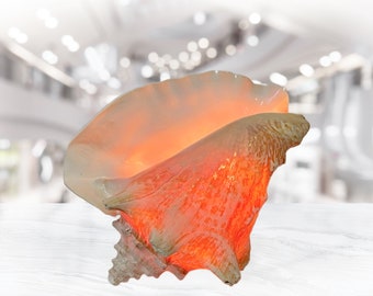 Conch Shell Lamp, Seashell Light for Beach Coastal and Nautical Decor and Display