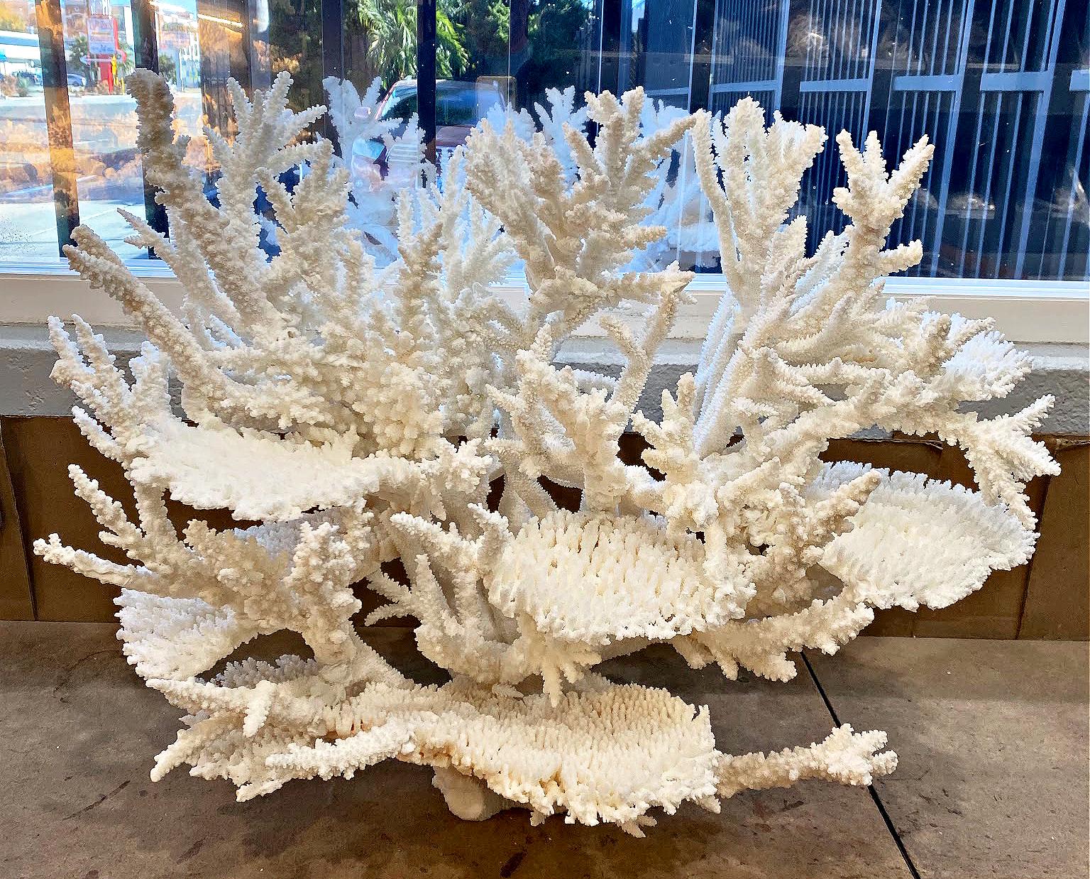 Large White Reef Coral Sculpture: Nautical Coastal Decor