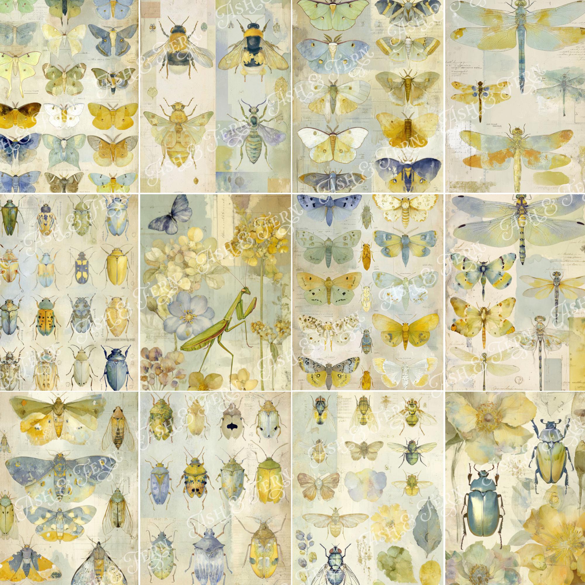 Insect Watercolor Assignment Watercolour Insect Study Printable Art Images: Butterfly Moth Beetle ...