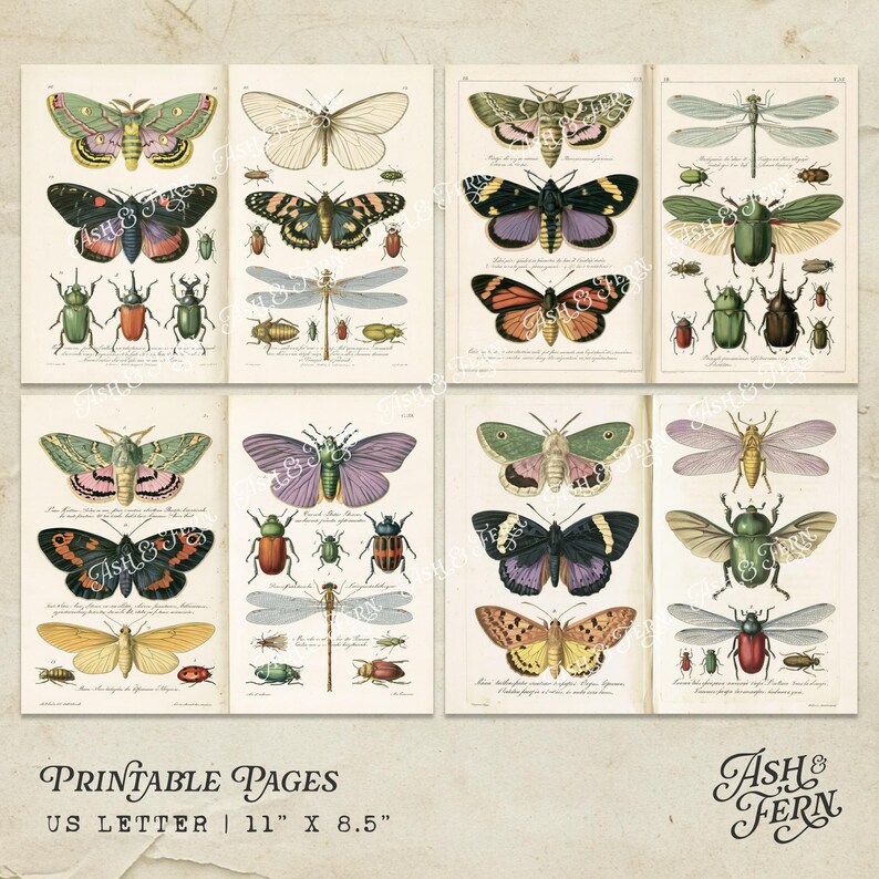 Printable Insect Journal Entomology Study Junk Journal Pages, Vintage Butterfly Insect Printable ...