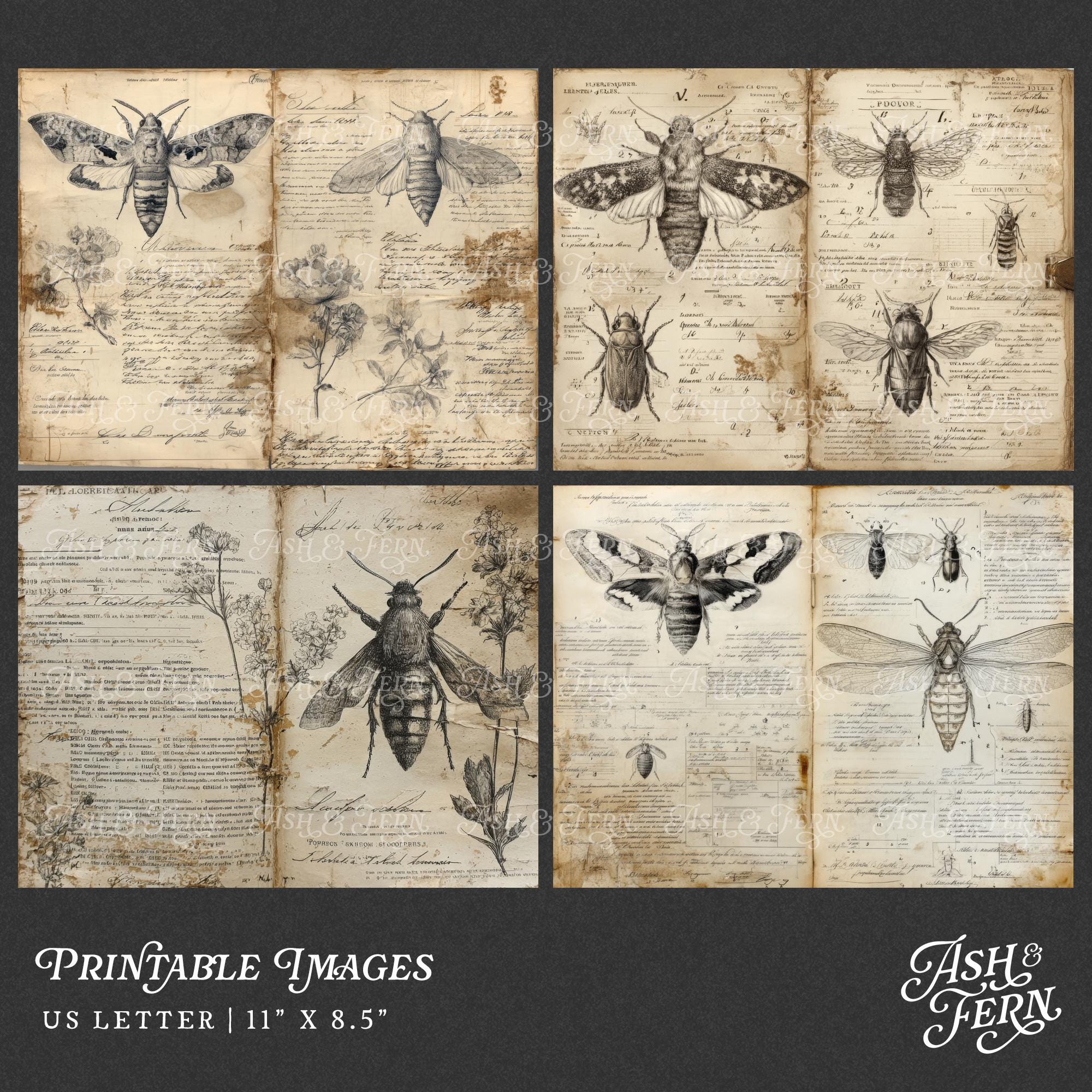Entomology Field Notes Junk Journal Pages, Vintage Grunge Insect Study ...