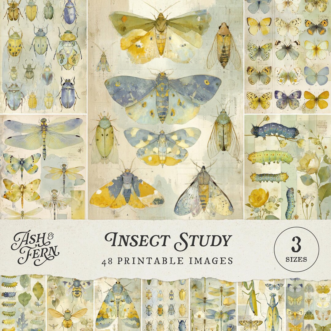 Insect Watercolor Assignment Watercolour Insect Study Printable Art Images: Butterfly Moth Beetle ...