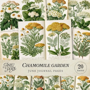 以下が含まれることがあります： カモミールやその他のハーブの植物画が描かれた、ヴィンテージスタイルのジャンクジャーナルページ。ページには、緑、黄、白の色合いで詳細な図面が表示され、「Chamomile Garden」と「20 Pages」の文字が書かれています。