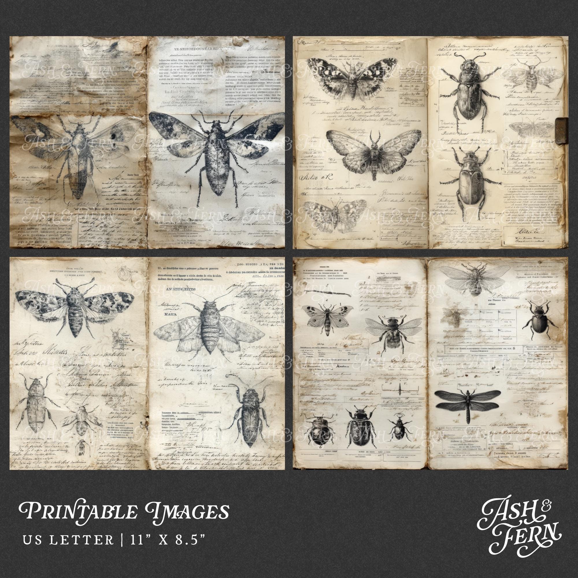 Entomology Field Notes Junk Journal Pages, Vintage Grunge Insect Study ...