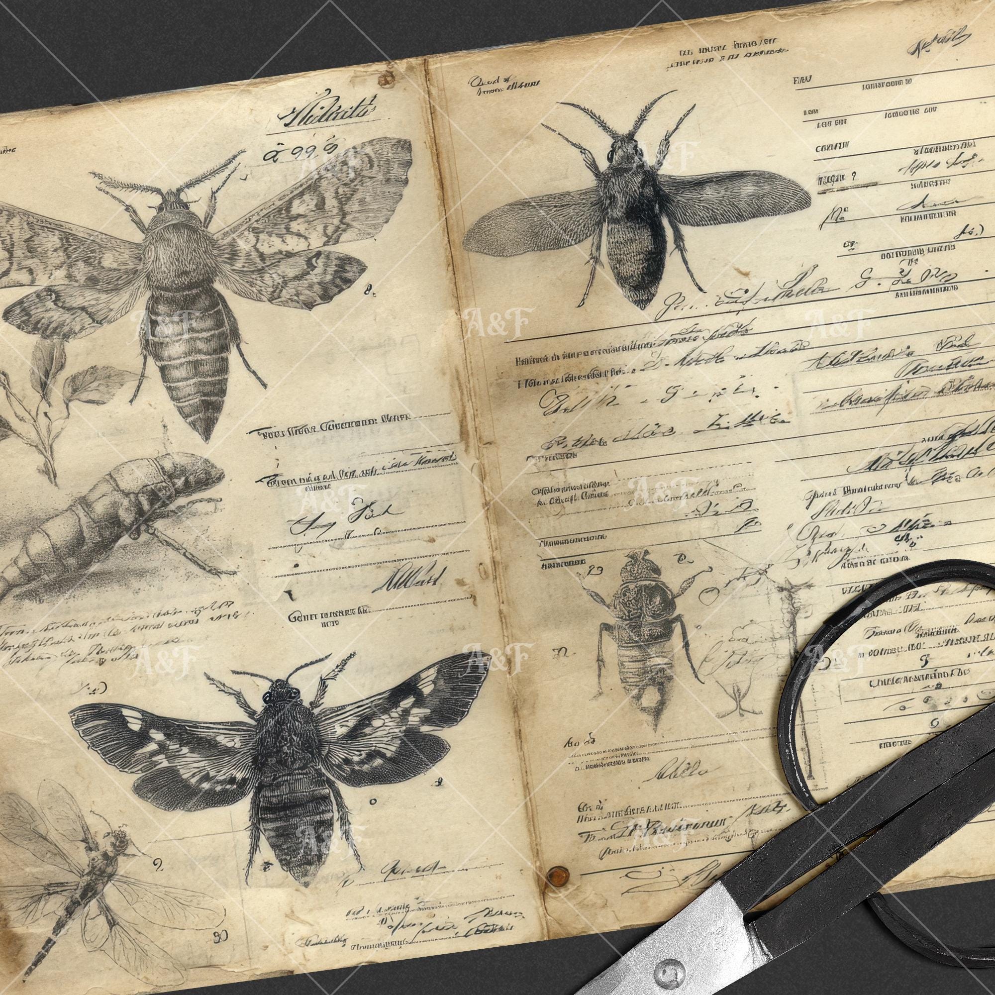 Insect Journal Entomology Field Notes Junk Journal Pages, Vintage Grunge Insect Study ...