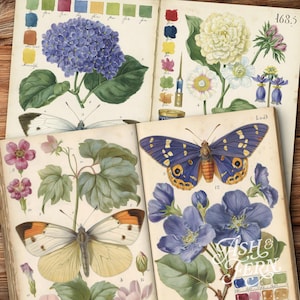 K&ouml;nnte beinhalten: Vintage botanische Illustrationen mit farbenfrohen Blumen und Schmetterlingen. Die ge&ouml;ffneten B&uuml;cher zeigen detaillierte Zeichnungen von Hortensien, G&auml;nsebl&uuml;mchen und anderen Blumen sowie Schmetterlinge mit komplizierten Fl&uuml;gelmustern. Die Farbpalette umfasst Blau-, Rosa- und Gelbt&ouml;ne.