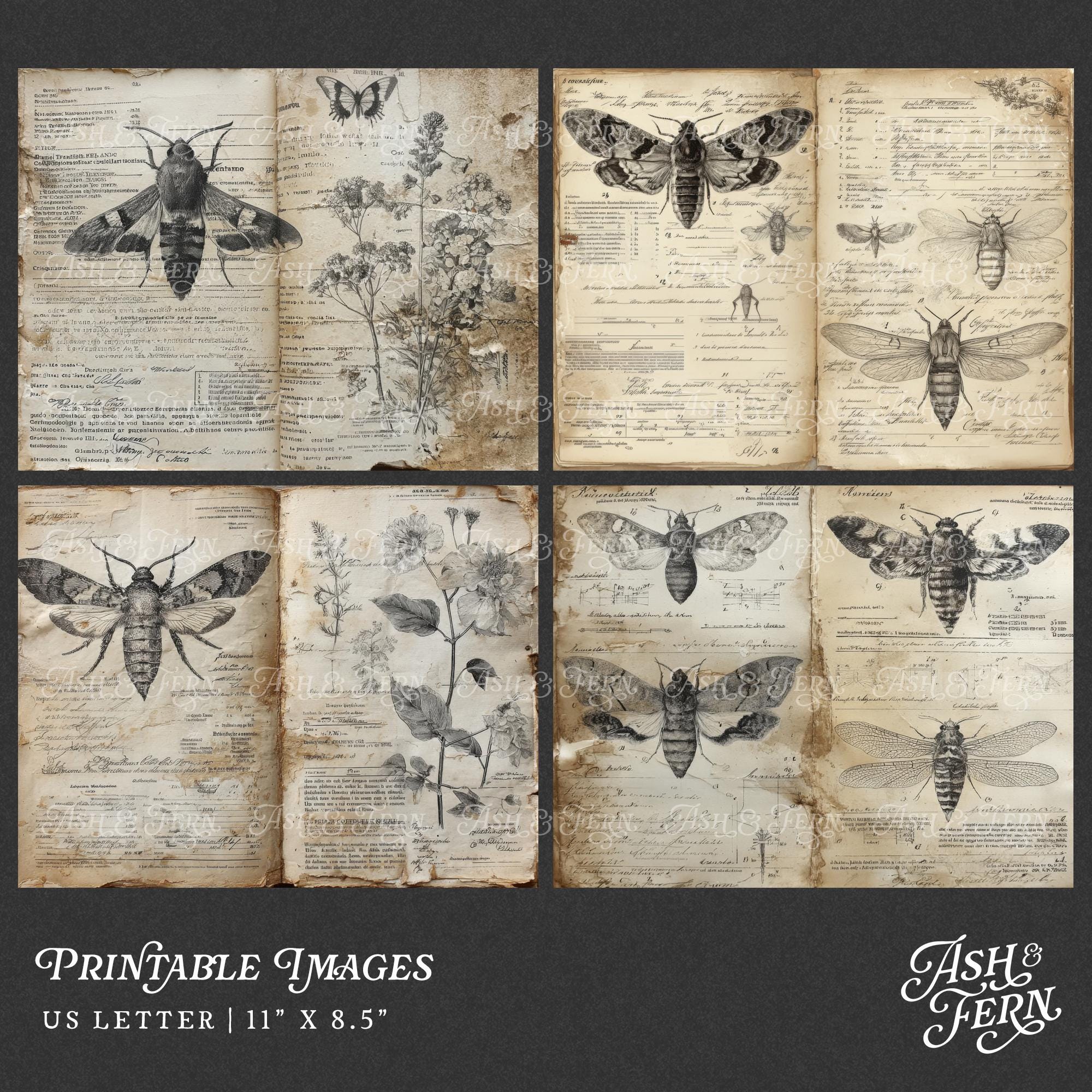 Entomology Field Notes Junk Journal Pages, Vintage Grunge Insect Study ...