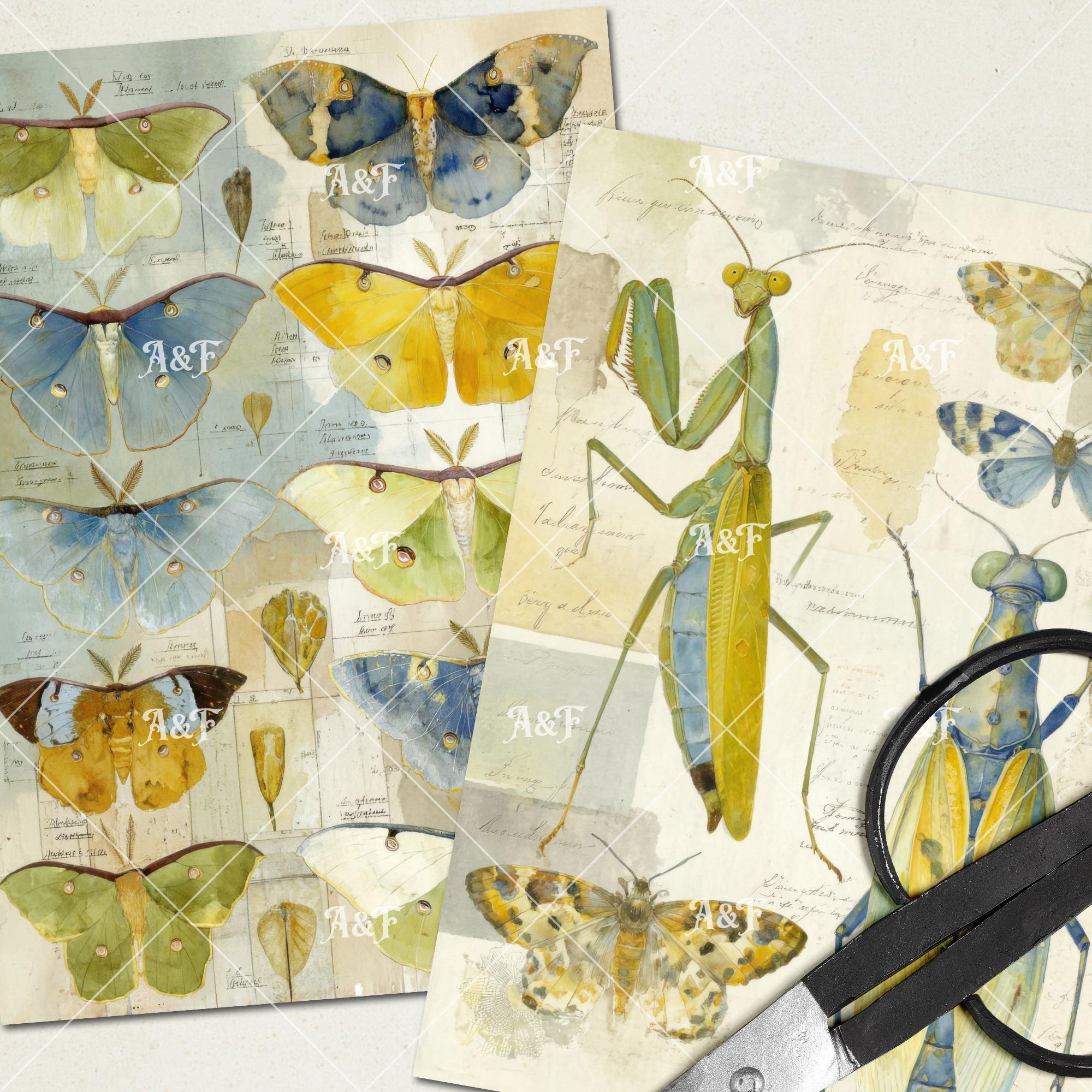 Insect Watercolor Assignment Watercolour Insect Study Printable Art Images: Butterfly Moth Beetle ...