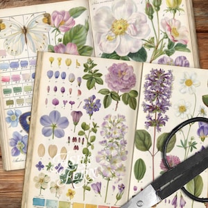 K&ouml;nnte beinhalten: Offene Vintage-Botanikerb&uuml;cher mit detaillierten Illustrationen von Blumen, Schmetterlingen und Farbmustern. Die Seiten zeigen eine Vielzahl von Bl&uuml;ten in Rosa-, Lila-, Wei&szlig;- und Gelbt&ouml;nen mit begleitenden wissenschaftlichen Diagrammen. Eine Schere liegt auf den Seiten.
