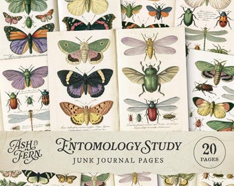 Entomologie Studie Junk Journal Seiten, Vintage Schmetterling Insekt druckbare Hintergründe, Naturgeschichte Collage Papiere, digitaler Download JPG