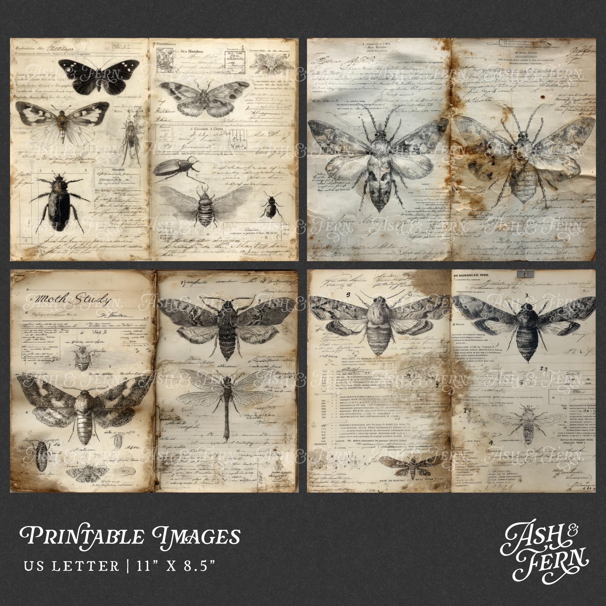 Entomology Field Notes Junk Journal Pages, Vintage Grunge Insect Study ...