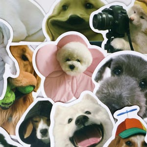 May include: A collage of various dog stickers with different breeds and expressions. Some dogs are wearing accessories like a pink flower collar, a hoodie, and a hat. One sticker features a dog with a camera.