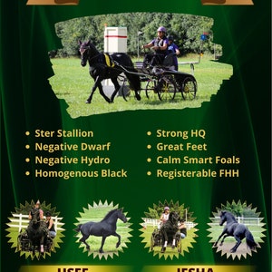 Green Horse Sales Ad Flyer Handout Brochure - Etsy