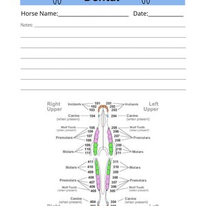 May include: A diagram showing the dental chart for a horse, with labels for the right and left upper and lower incisors, canines, premolars, and molars. The diagram shows the location of each tooth and its corresponding number.