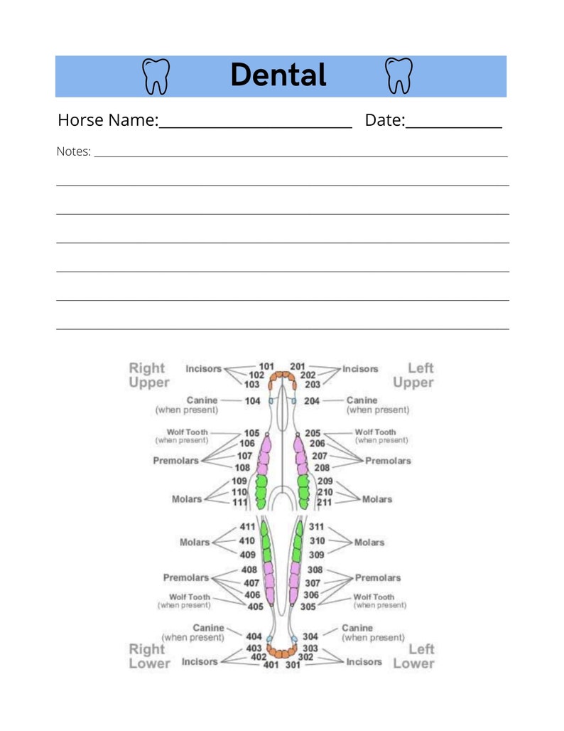 May include: A diagram showing the dental chart for a horse, with labels for the right and left upper and lower incisors, canines, premolars, and molars. The diagram shows the location of each tooth and its corresponding number.