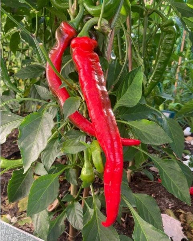 HavenGardenSeeds Jimmy Nardello Pepper Seeds - Thumbnail 3