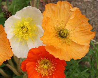 May include: Three poppy flowers in bloom. One is white with a yellow center, one is orange with a yellow center, and one is red with a yellow center.