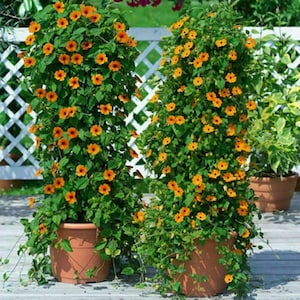 May include: Two large terracotta pots filled with vibrant orange flowering vines. The vines are growing up a white lattice fence.
