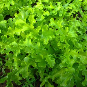 500 Salad Bowl Leaf Lettuce Seeds - Premium Non-GMO, Open Pollinated, US Grown Seed, Always Fresh!