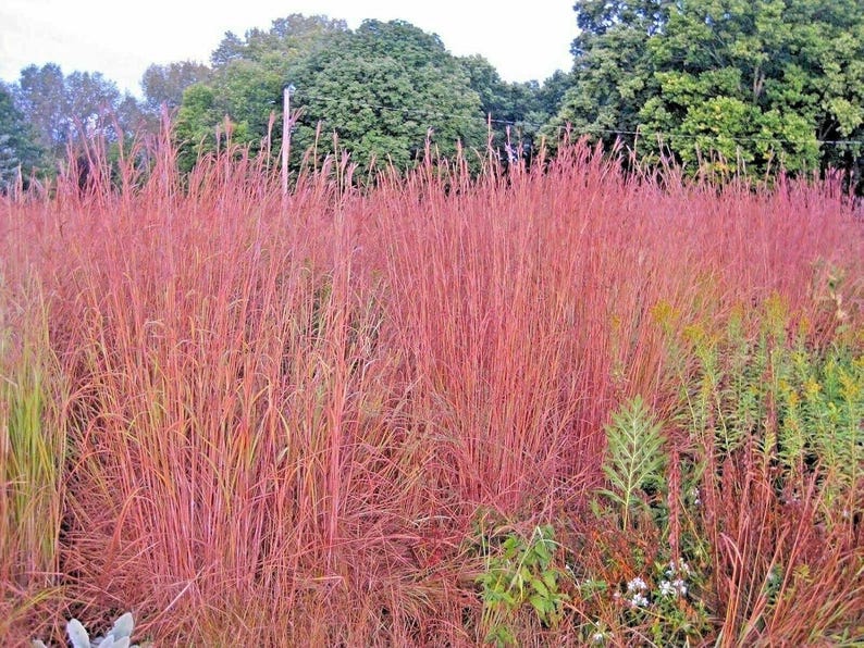 HavenGardenSeeds Big Bluestem Seeds - Thumbnail 3