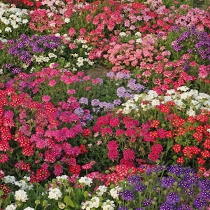 250 Verbena ‘Ideal Florist Mix Flower Seeds Verbena Hybrida - Premium Non-GMO, Open Pollinated, US Grown Seed