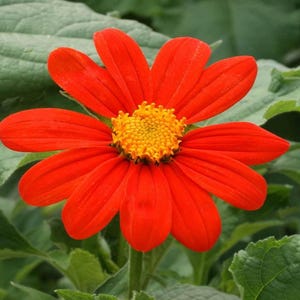 200 Mexican Sunflower Tithonia Rotundifolia Flower Seeds - Premium Non-GMO, Open Pollinated, US Grown Seed