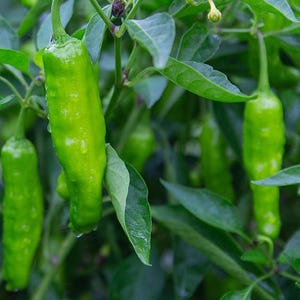 100 Shishito Pepper Seeds Heirloom - Premium Non-GMO, Open Pollinated, US Grown Seed, Always Fresh!