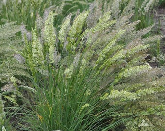 May include: A close-up of a cluster of ornamental grass with green, white, and tan hues. The grass has long, slender green blades and feathery seed heads, creating a textured and natural appearance. The image is well-lit, highlighting the details of the plant.