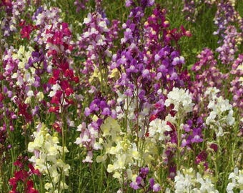 2000 Spurred Snapdragon Flower Seeds Northern Lights - Annual, Open Pollinated, US Grown