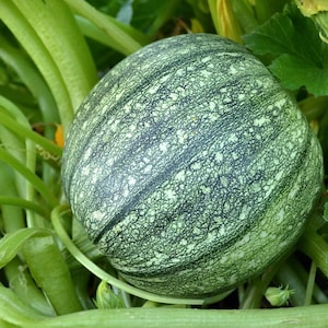 65 Zucchini Squash Seeds - Round Heirloom - Premium Non-GMO, Open Pollinated, US Grown Seed