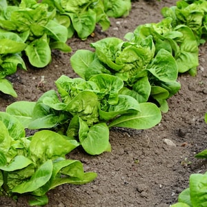 1000 Butterhead Lettuce Seeds - Sow All Year Round - Premium Non-GMO, Open Pollinated, US Grown Seed, Always Fresh!