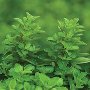 1000 Sweet Marjoram Heirloom Seeds Herb Heirloom - Premium Non-GMO, Open Pollinated, US Grown Seed, Always Fresh!