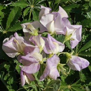 75 Sweet Pea Seeds ‘High Scent’ Flower Seeds Annual Lathyrus odoratus Parfum de - Premium Non-GMO, Open Pollinated, US Grown Seed