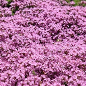 1000 Creeping Thyme Flower Seeds, Thymus serpyllum , (Ground Cover) Pink, Premium US Grown Seed, Always Fresh!