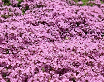 10,000 Creeping Thyme Flower Seeds, Thymus serpyllum , (Ground Cover) Pink, - Perennial