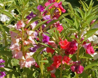250 Balsam Flower Seeds, ‘Tom Thumb Mix’, Impatiens balsamina - Annual, Open Pollinated, US Grown