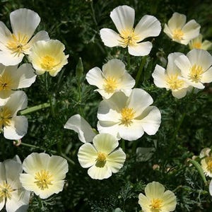 200 CALIFORNIA Poppy White Ivory Castle Flower Seeds, Premium Non-GMO, Open Pollinated, US Grown Seed, Always Fresh!