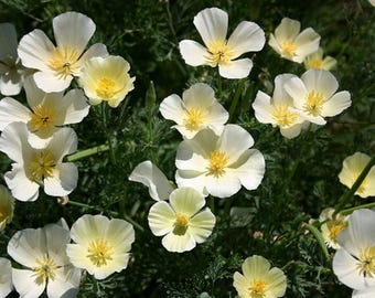 200 CALIFORNIA Poppy White Ivory Castle Flower Seeds - Tender  Perennial, Open Pollinated, US Grown