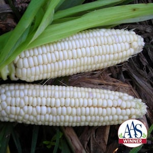 50 Stowell&#39;s Evergreen Corn Seeds Heirloom - Premium Non-GMO, Open Pollinated, US Grown Seed