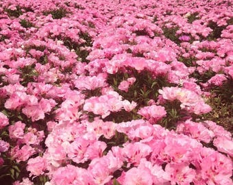 500 Godetia Pink Flower Seeds Native Wildflower Clarkia amoena - Annual, Open Pollinated, US Grown
