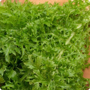 250 Wasabi Mustard Seeds, Japanese Heirloom Wasabini - Premium Non-GMO, Open Pollinated, US Grown Seed, Always Fresh!