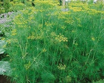 250 Bouquet Dill Seeds Anethum Graveolens Herb Heirloom - Premium Non-GMO, Open Pollinated, US Grown Seed, Always Fresh!